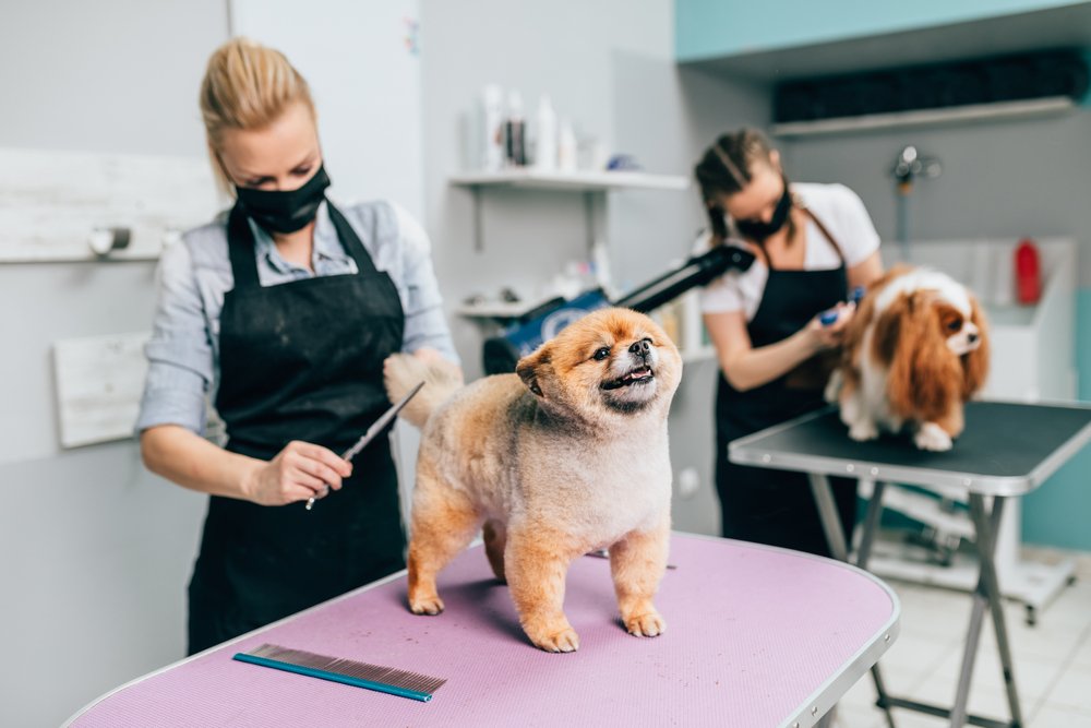 Start a Pet Grooming Business in Dubai